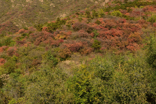 山峦秋色