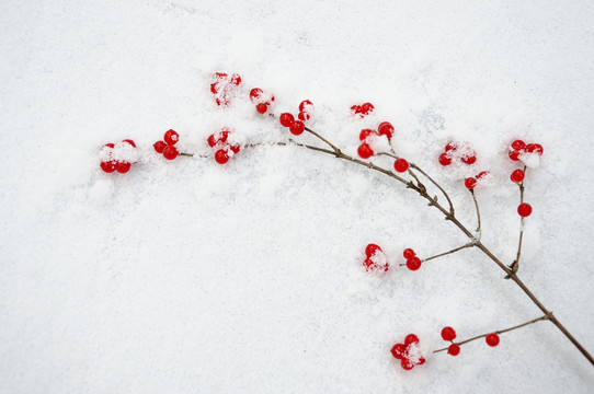 瑞雪盈红豆