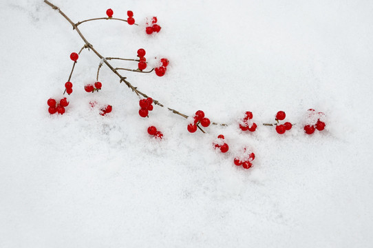 雪中即景