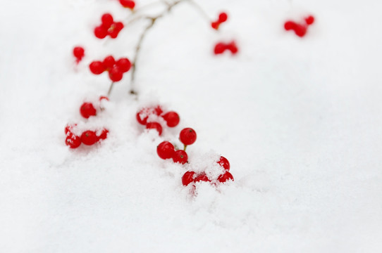 一支红果雪景艳