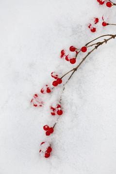 雪中红豆