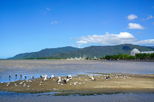 海滩湿地水鸟