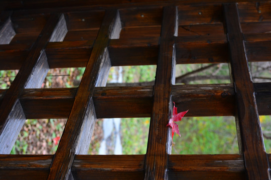 木窗 红枫叶
