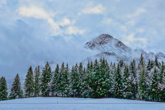 树林 雪山