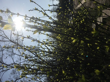 春天的阳光枝头