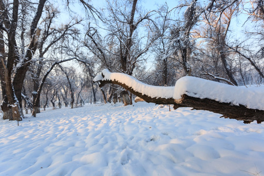 冬雪 树林