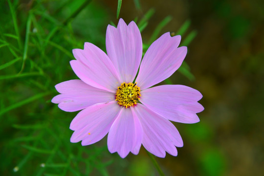 格桑花 花卉特写