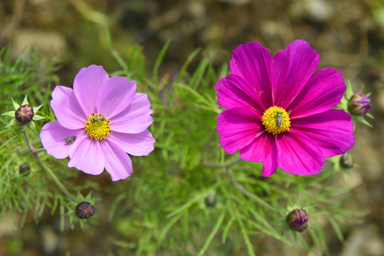 格桑花和丽蝇 花卉特写