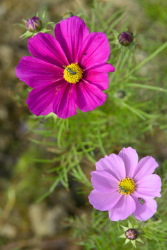 格桑花和丽蝇 花卉特写