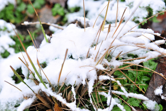 草地白雪