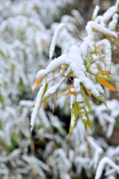 白雪  竹叶