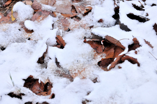 积雪  落雪