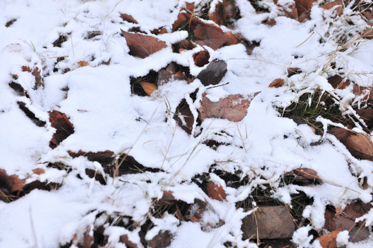 白雪  雪花