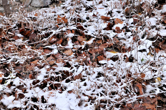 雪地  雪花