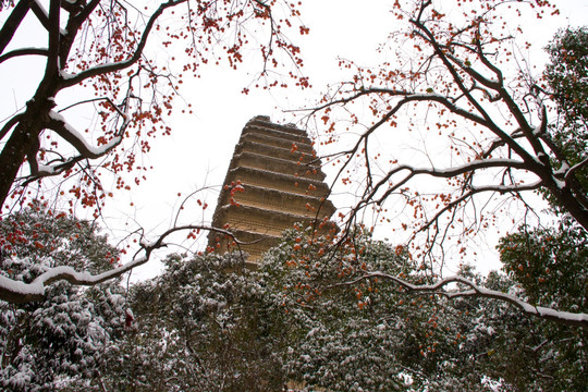 小雁塔 柿子树 雪景