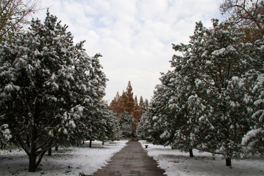 西安小雁塔景区 雪景