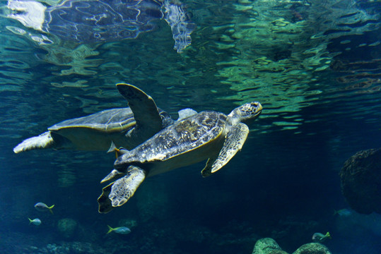 海龟 海洋世界 水族馆
