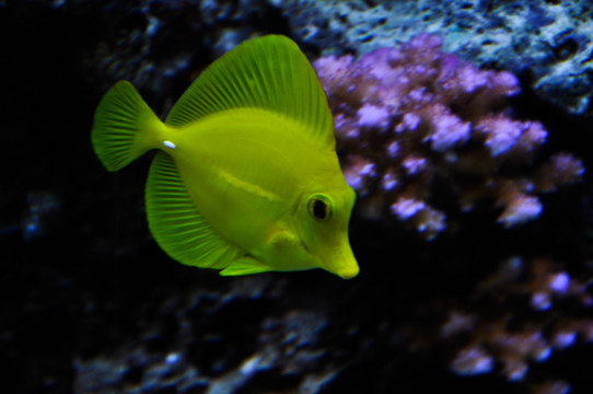 黄色燕鱼 水族馆 海洋世界