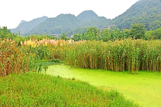 贵阳花溪湿地公园