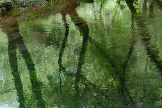 水中树影池塘 小溪 湖景