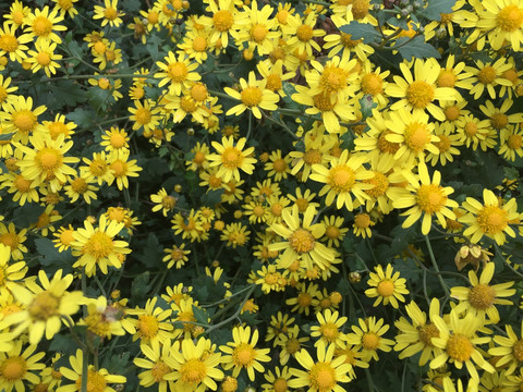 野菊花 战地黄花