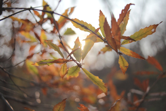 秋天的橡树叶