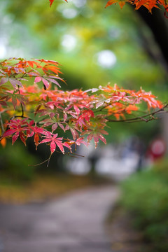 园林景观 红叶