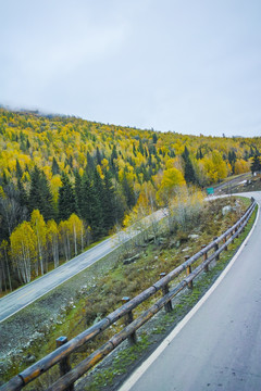 白桦林公路弯道