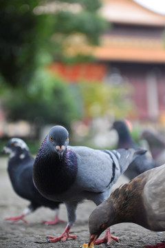 净慈寺鸽子