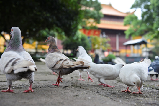 净慈寺鸽子