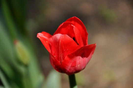 郁金香花