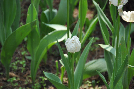 郁金香花