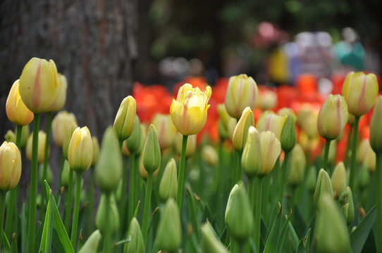 郁金香花