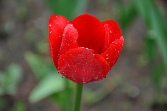 郁金香花