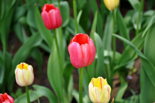 郁金香花