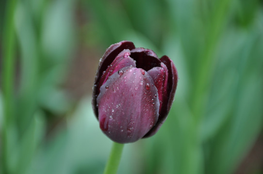 郁金香花