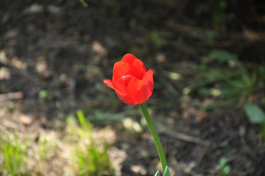 花特写