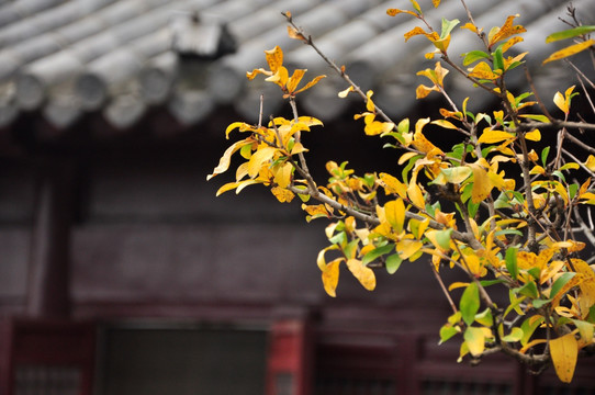 鸡鸣寺