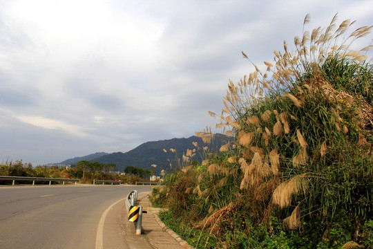 芦苇花 公路