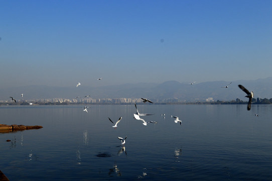 大海 海鸥