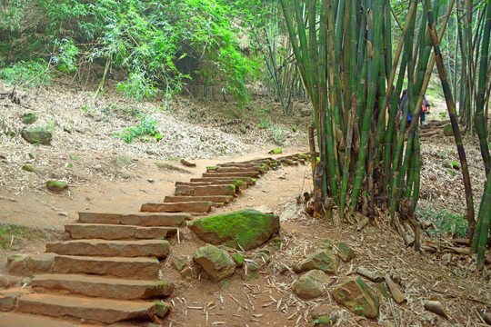 竹林 竹径 山谷小径