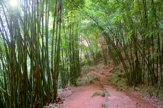 竹林 竹径 山谷小径