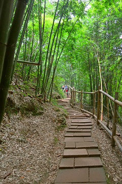 竹林 竹径 山谷小径