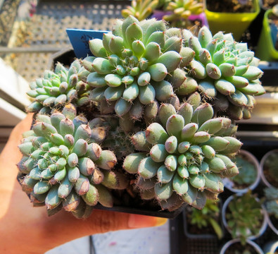 綠色多肉植物