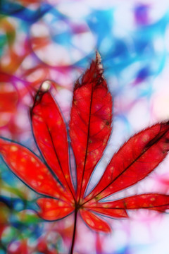 紅楓葉（線繪）