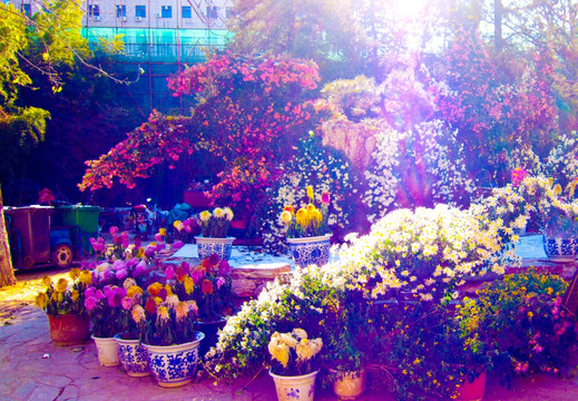 鲜花 花海