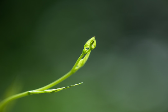 藤类植物