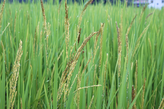德宏贡米稻田