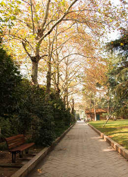 公園里的道路