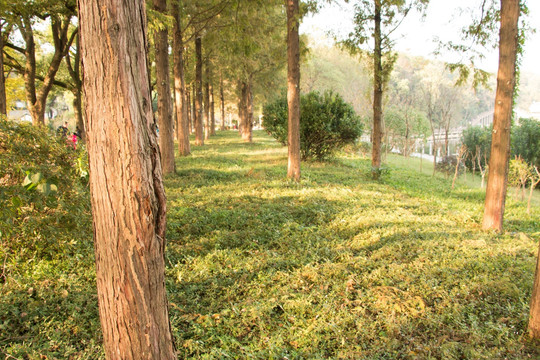杉樹林間的草地
